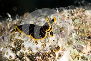 Tiger flatworm (pseudoceros cf. dimidiatus)