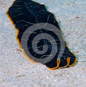 Tiger flatworm red sea