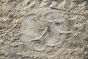 Tiger Footprint in Sand