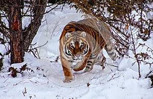 Tiger in the forest