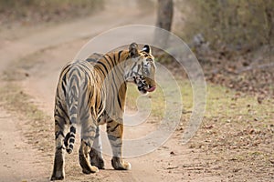 Tiger on the forest track