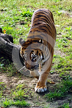 Tiger, friendly animals at the Prague Zoo.