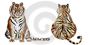 Tiger front and back watercolor illustration photo
