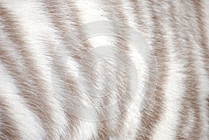 Tiger fur