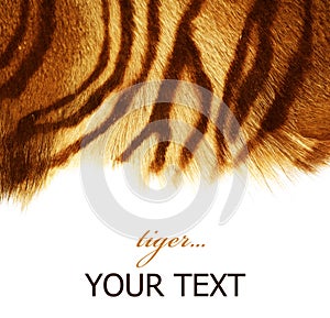 Tiger fur img