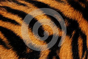 Tiger fur