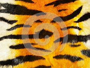 Tiger fur