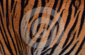 Tiger fur abstract