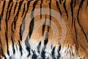 Animal skins texture of Tiger