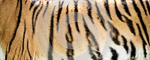 Tiger fur close-up - background