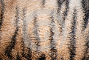 tiger fur pattern
