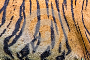 Tiger fur stripes on skin of an Amur tiger