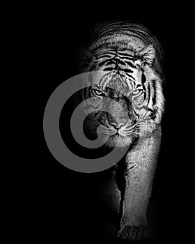 Tiger furious , animal isolated , wildlife hunter