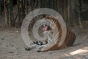 The tiger is gaping.