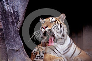 The tiger is gaping.