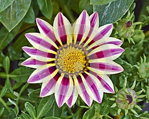 Tiger gazania flower