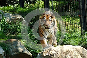 The tiger going forward, zoo of Bergamo.