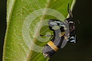 Tiger grass borer moth in nature