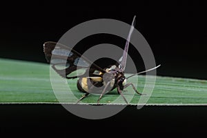 Tiger grass borer moth in nature