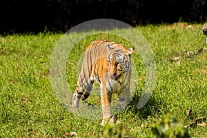 Tiger in the grassland