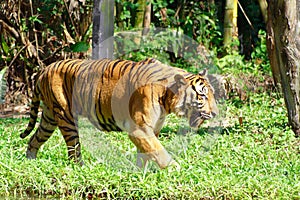 Tiger and Grassland