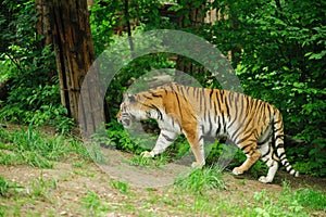 tiger walkig in the forest