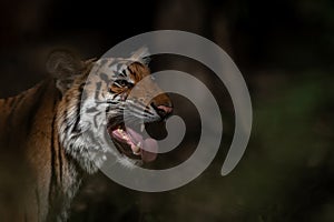 Tiger grimacing against a dark background