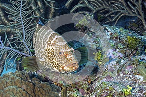 Tiger Grouper