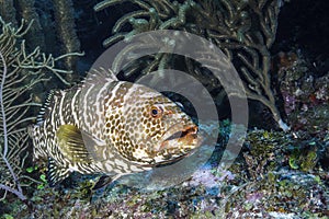 Tiger Grouper