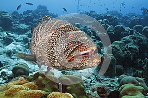 Tiger Grouper - Bonaire