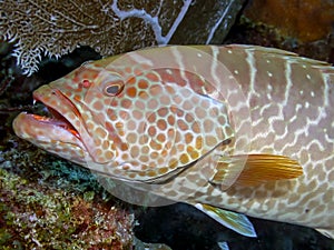 Tiger grouper,Mycteroperca tigris , fish,Serranidae