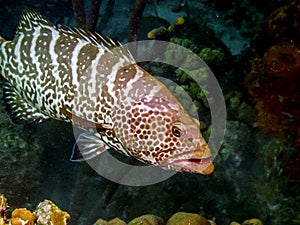 Tiger grouper,Mycteroperca tigris