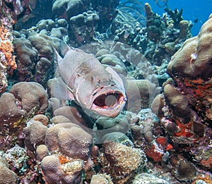 Tiger grouper (Mycteroperca tigris)