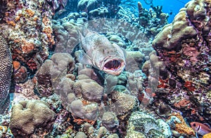 Tiger grouper (Mycteroperca tigris)