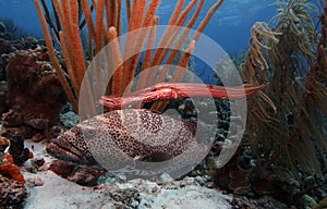 Tiger grouper & trumpet fish