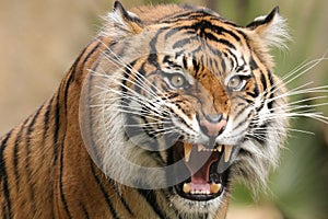 Tiger Attack photo