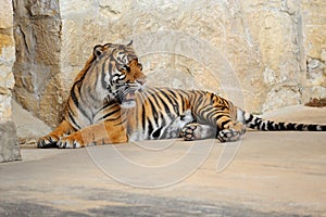 Tiger growling his dissatisfaction and showing his teeth.