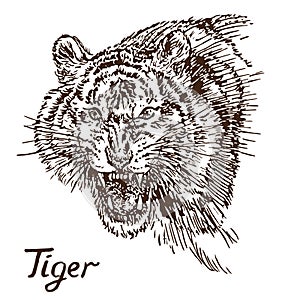 Tiger growling portrait, has opened an embittered mouth, canines