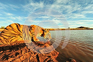 Tiger having a drink