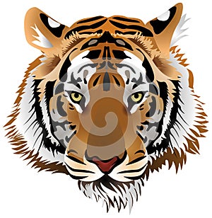 Tiger head