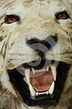 Tiger head