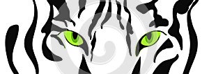 Tiger head close-up,