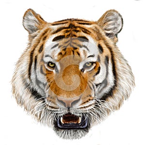 Tiger head hand draw and paint color isolated illustration