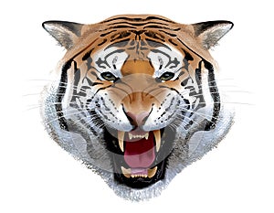 Tiger Head. Illustration.