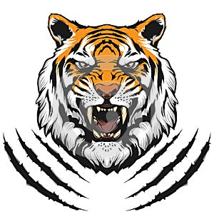 Tiger head illustration