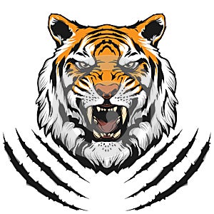 Tiger head illustration