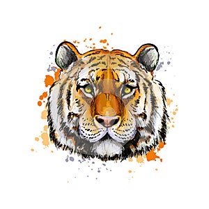 Tiger head portrait from a splash of watercolor, colored drawing, realistic