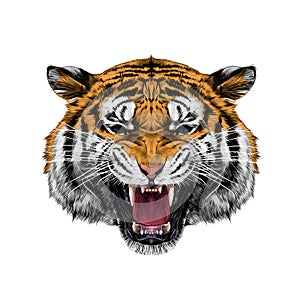 Tiger head sketch vector