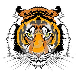 Tiger head