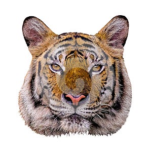 Tiger head white background